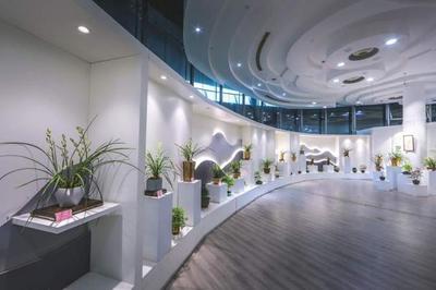 這種蘭花國內(nèi)已幾十年未見!上海國際蘭展70多種珍稀瀕危蘭花綻放,一度失傳的后翠蟾亮相